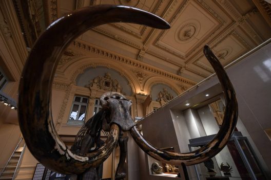 Mammoth Skeleton Auctioned For More Than €500,000