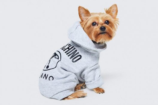 Moschino Presents Clothes For Pets