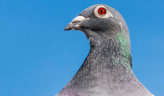 How Much Would You Pay A Racing Pigeon?