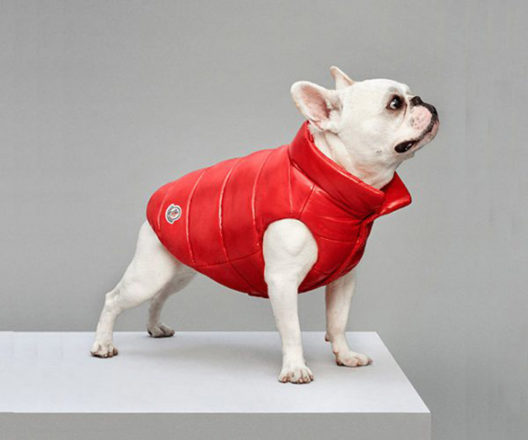 Dress Your Dog Stylish With Moncler x Poldo Dog Couture Puffer Jackets